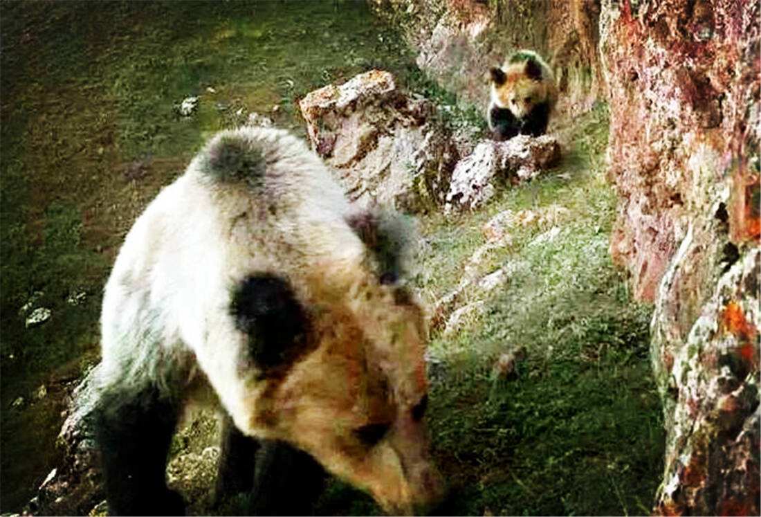 Leisu-吴越雪豹队鏖战粤西暴熊队，体操超级杯守住胜果，替补奇兵立功。传控打穿防线(雪豹比武大赛视频完整)