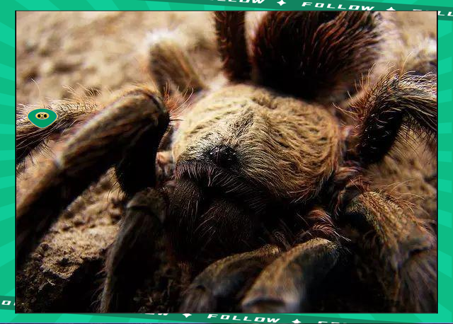 Leisu- 世界足球莱万多夫斯基 